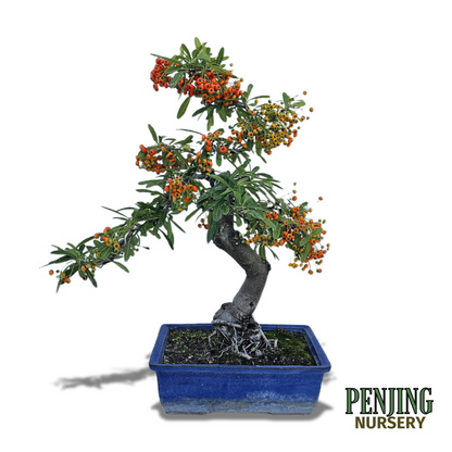 Pyracantha Bonsai