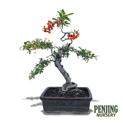 Pyracantha Bonsai