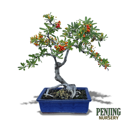 Pyracantha Bonsai