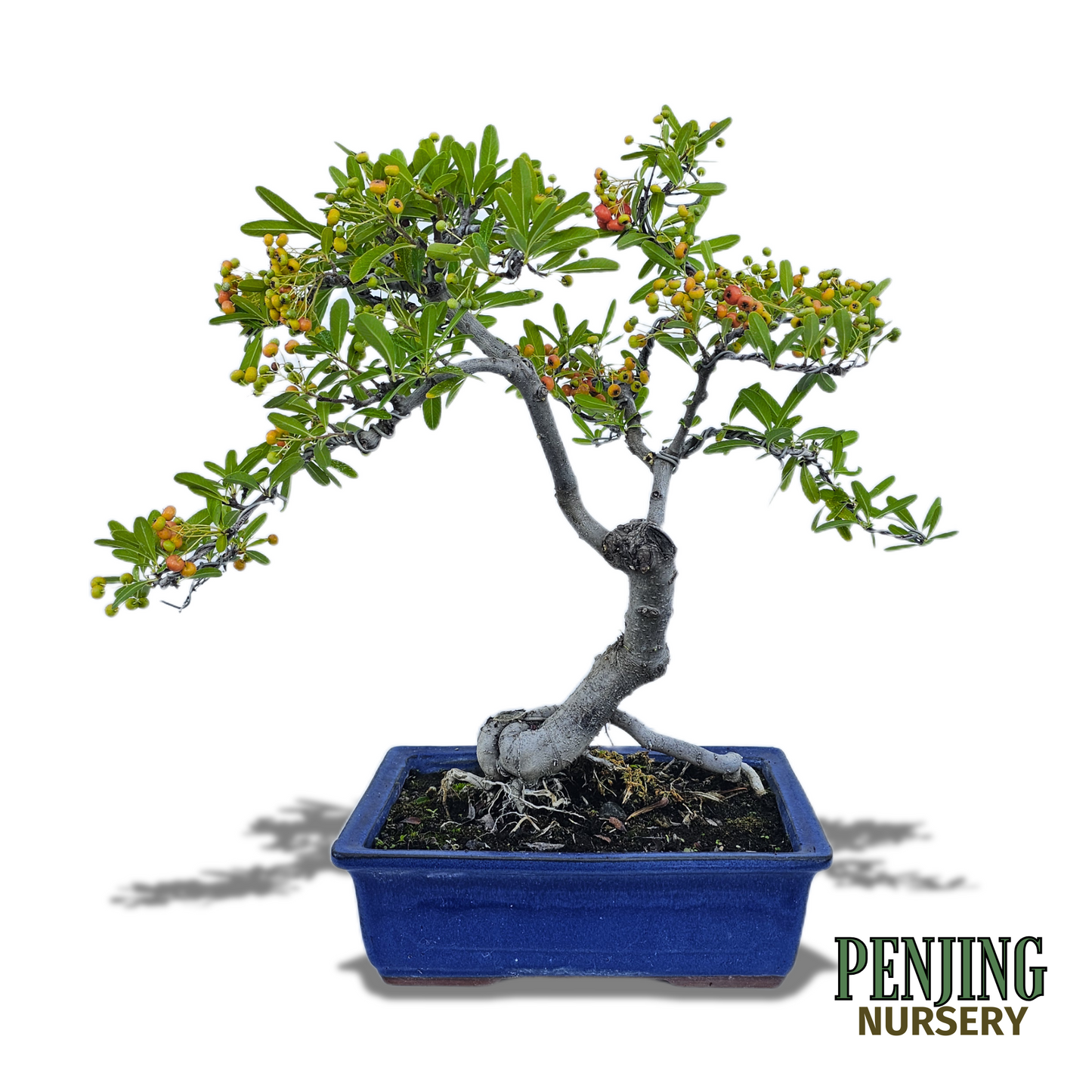 Pyracantha Bonsai