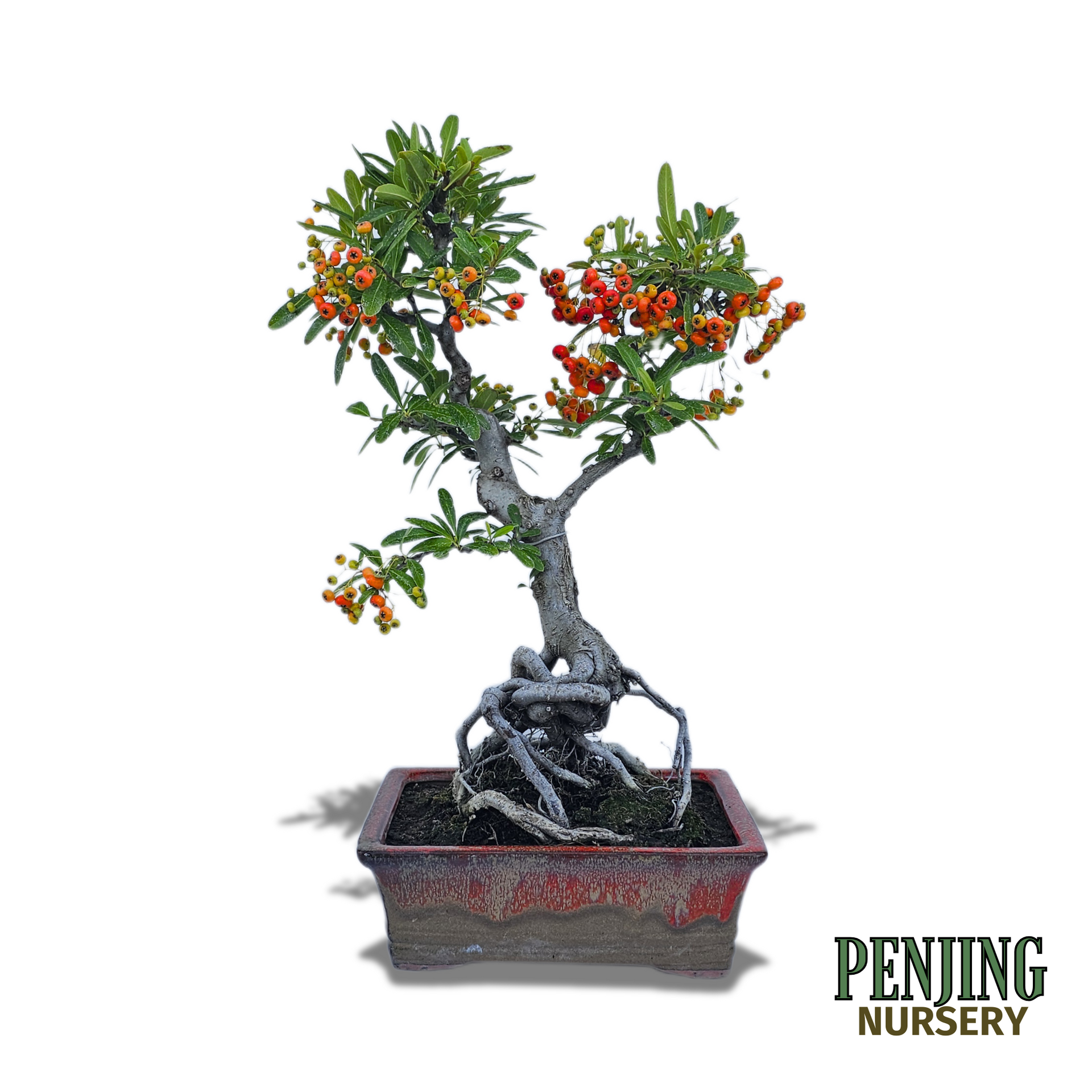 Pyracantha Bonsai  PenJing Nursery