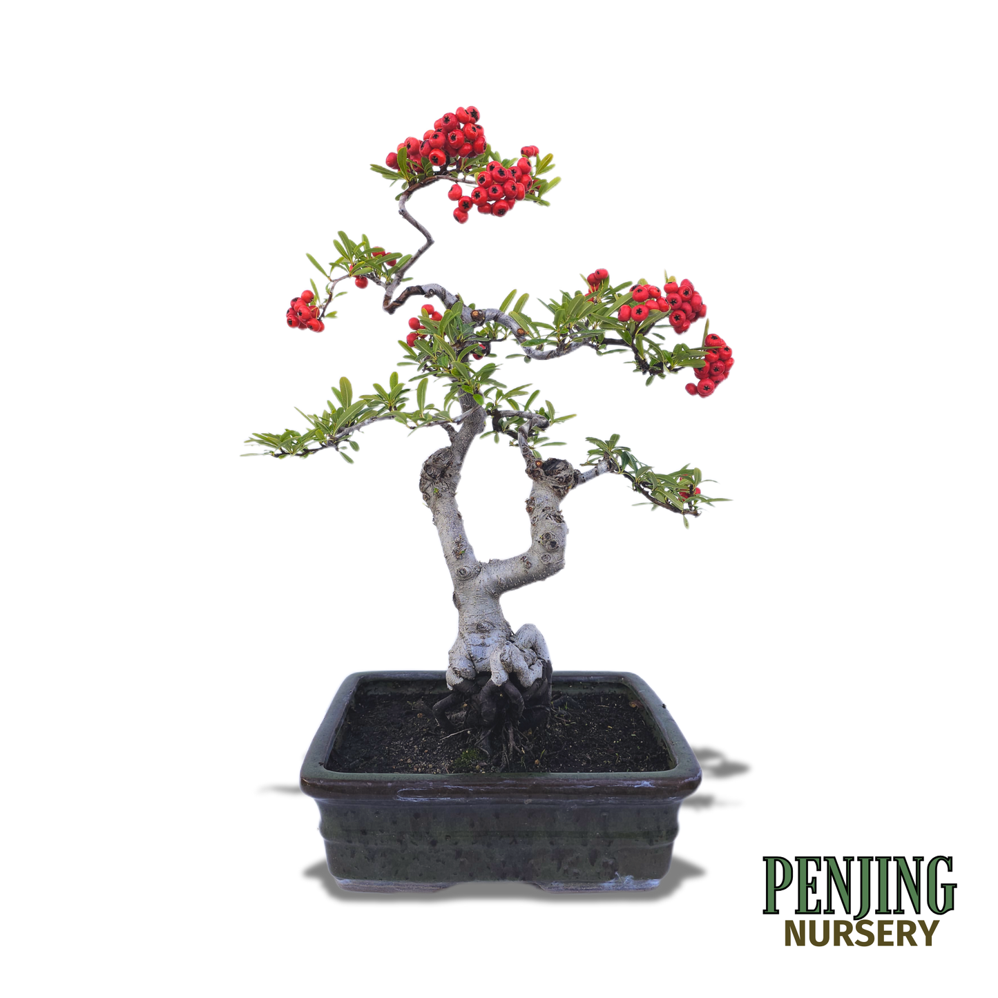 Pyracantha Bonsai