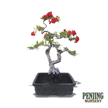 Pyracantha Bonsai