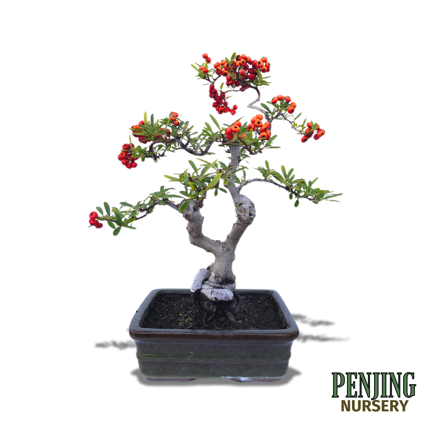 Pyracantha Bonsai