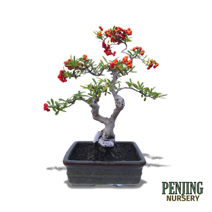 Pyracantha Bonsai