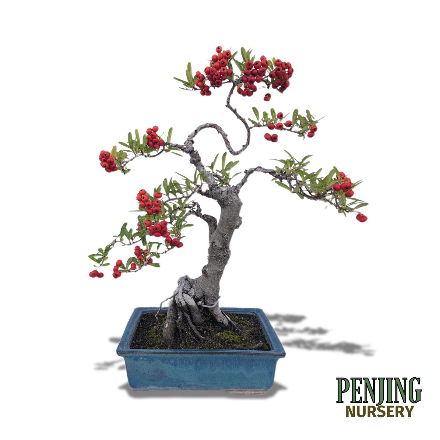 Pyracantha Bonsai