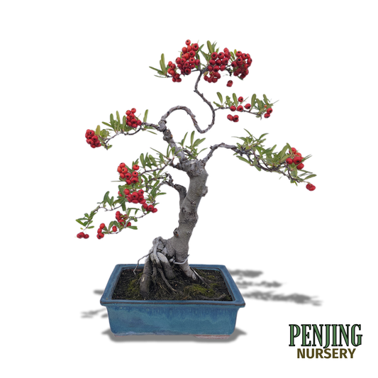Pyracantha Bonsai
