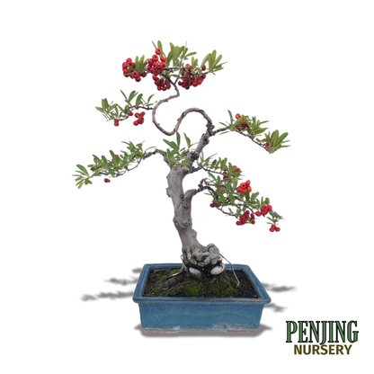 Pyracantha Bonsai