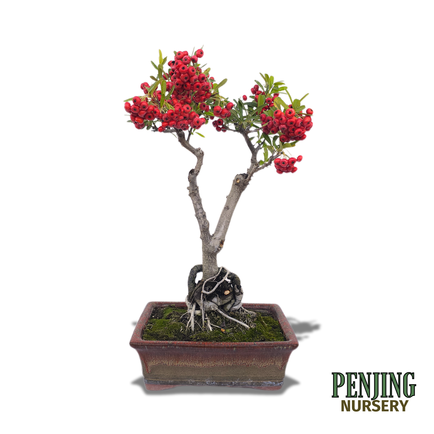 Pyracantha Bonsai