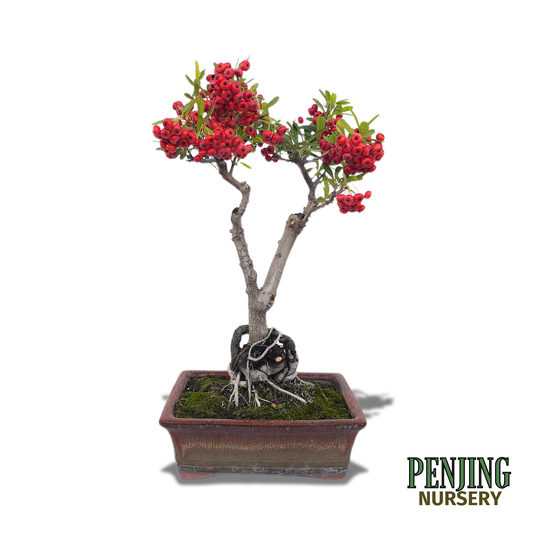 Pyracantha Bonsai