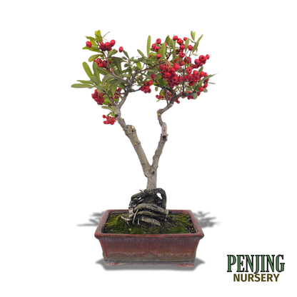 Pyracantha Bonsai