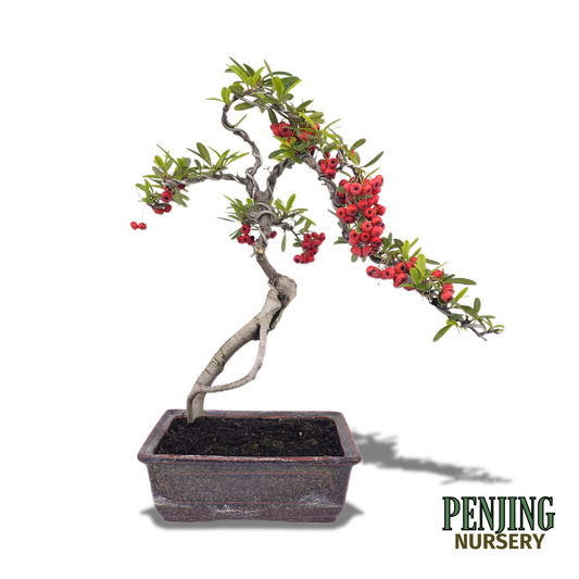 Pyracantha Bonsai