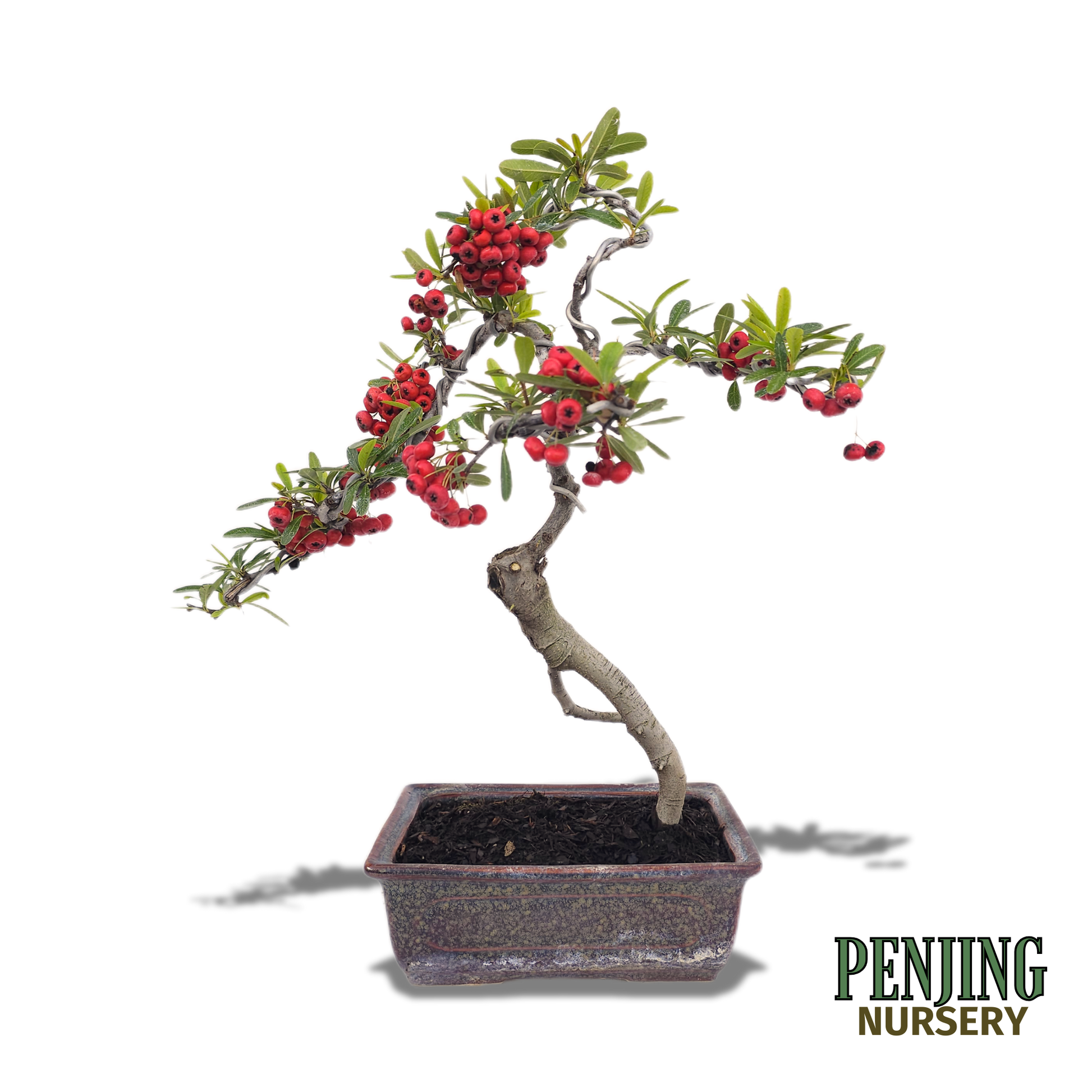 pyracantha bonsai tree Pyracantha Bonsai – PenJing Nursery