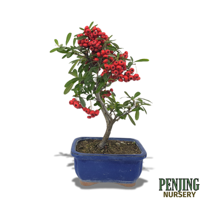 Pyracantha Bonsai