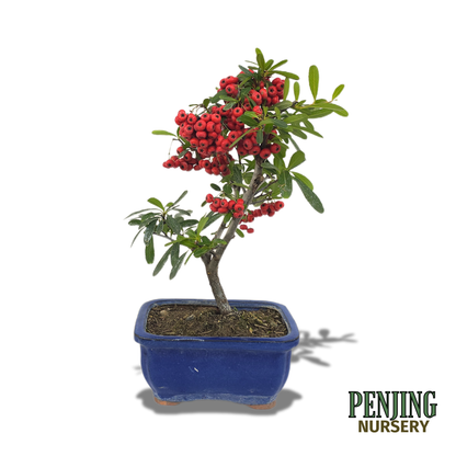 Pyracantha Bonsai