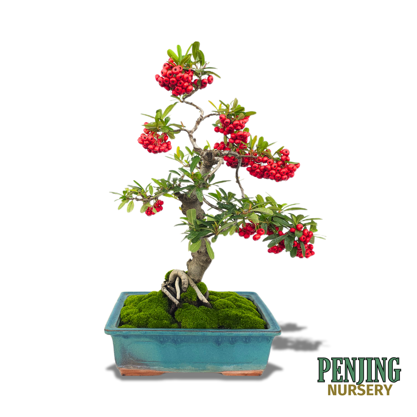 Pyracantha Bonsai