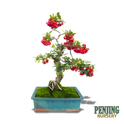 Pyracantha Bonsai