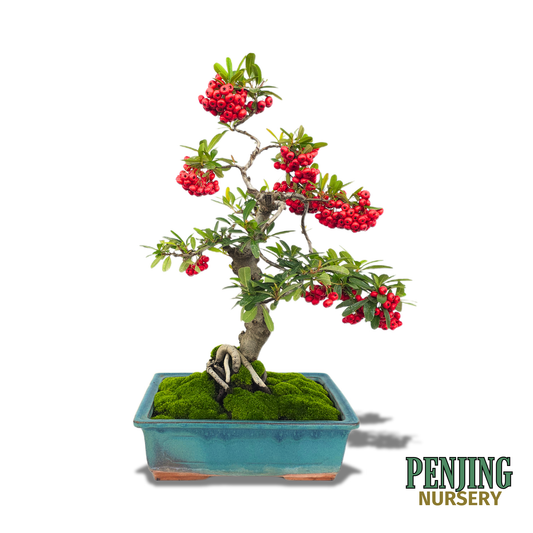 Pyracantha Bonsai