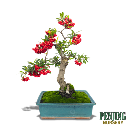 Pyracantha Bonsai