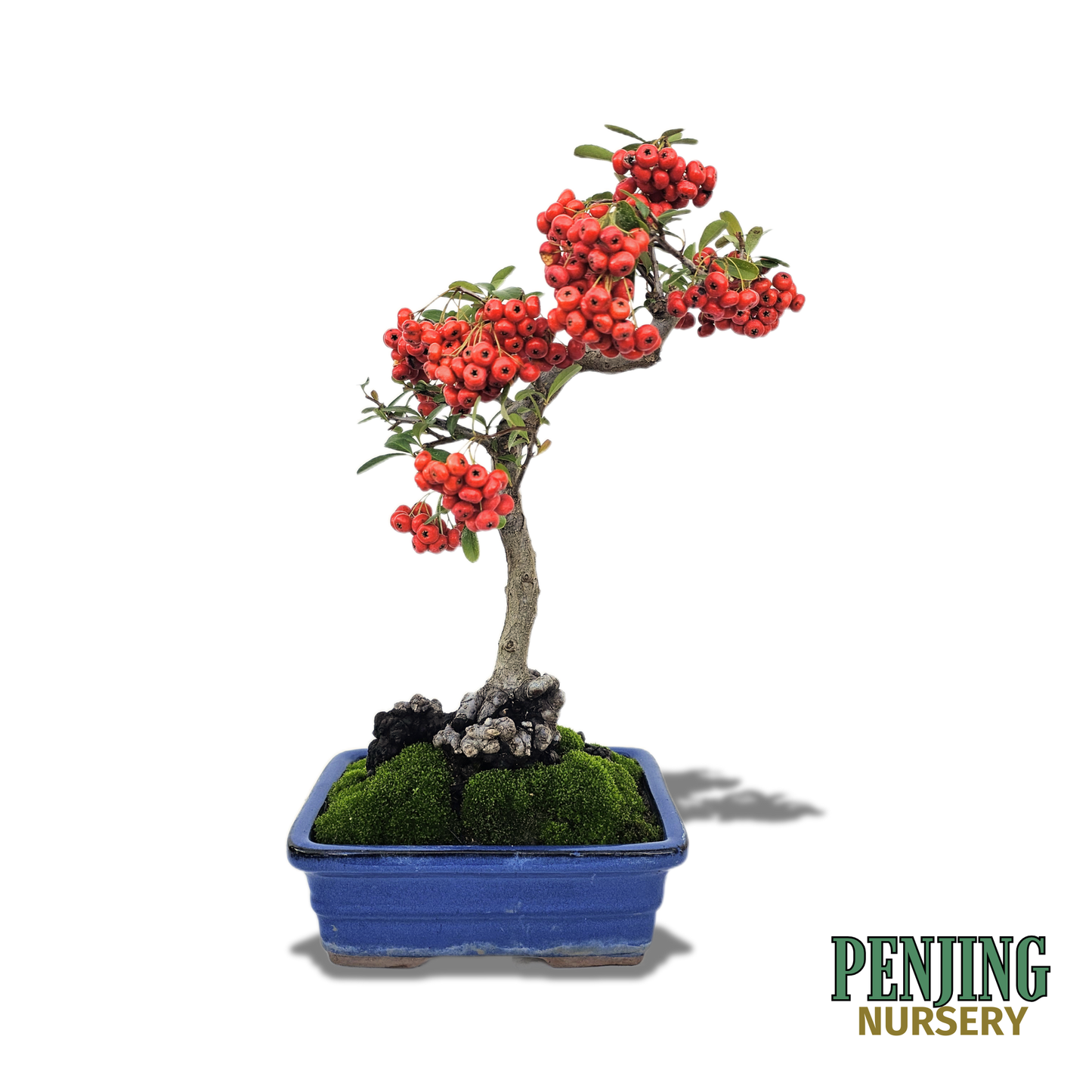 Pyracantha Bonsai