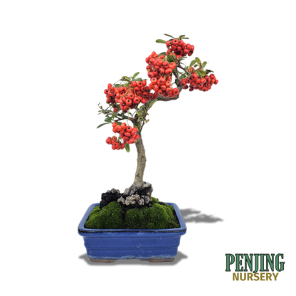 Pyracantha Bonsai