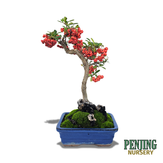 Pyracantha Bonsai