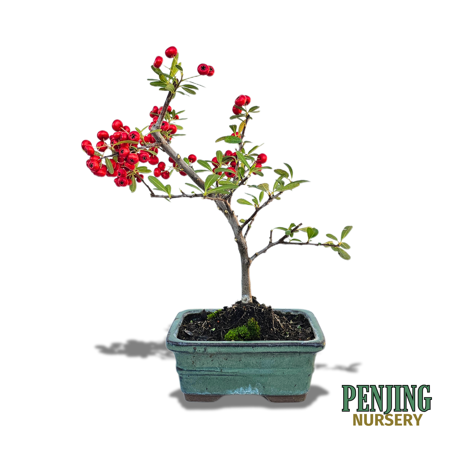 Pyracantha Bonsai
