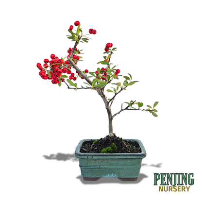 Pyracantha Bonsai