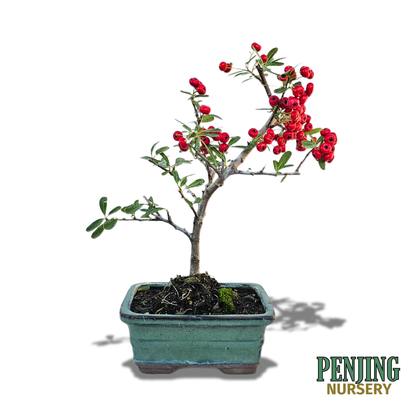 Pyracantha Bonsai