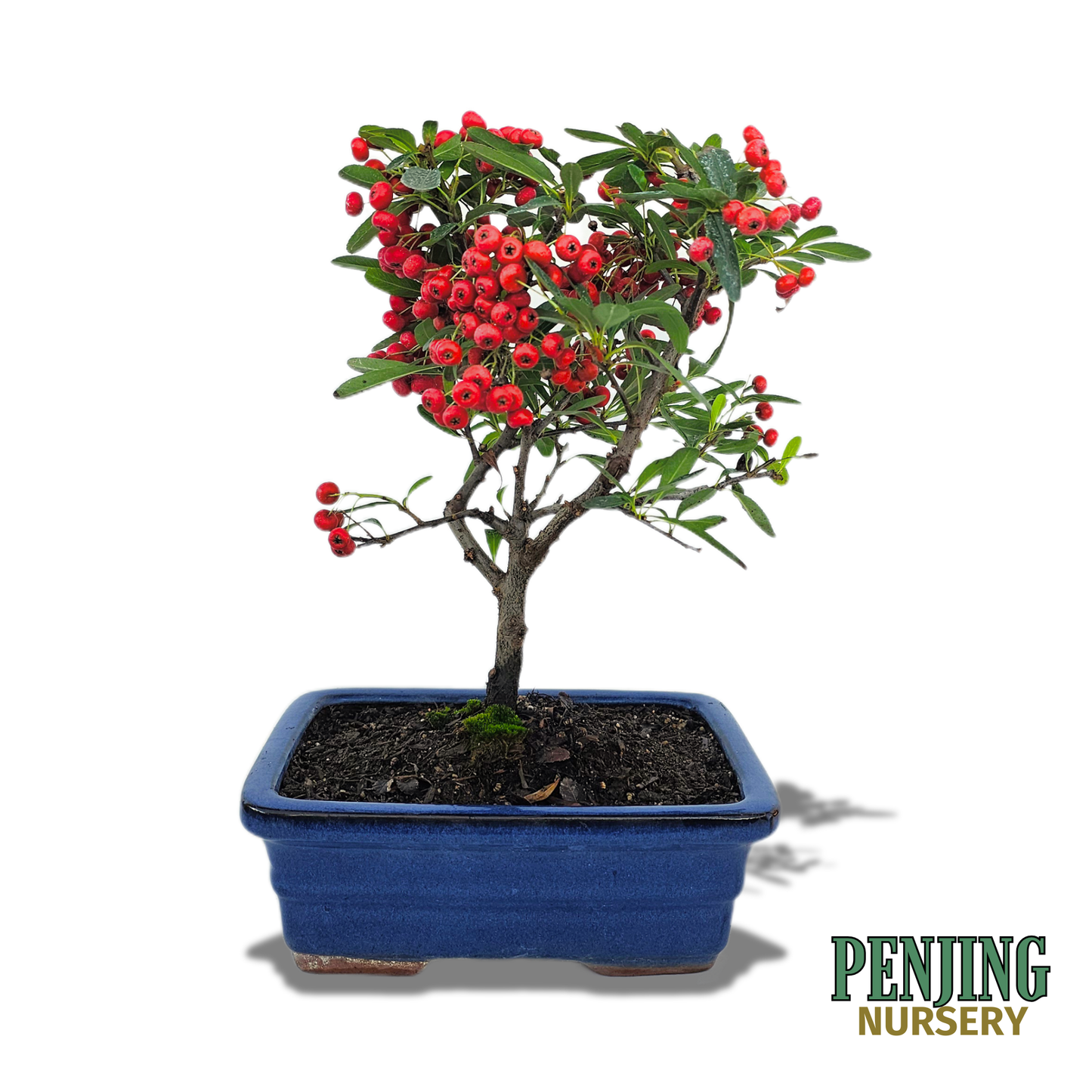 Pyracantha Bonsai