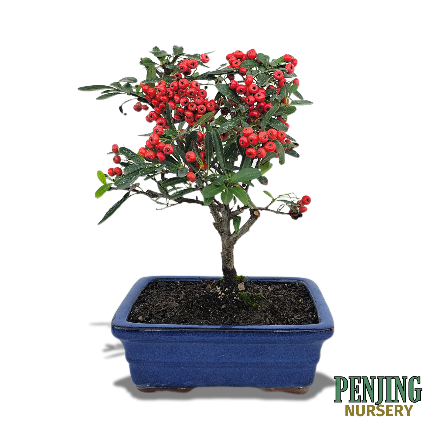 Pyracantha Bonsai