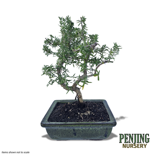 Rosemary Bonsai