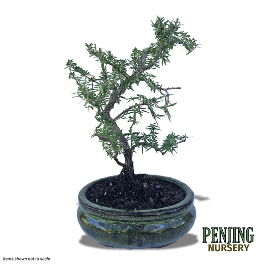 Rosemary Bonsai