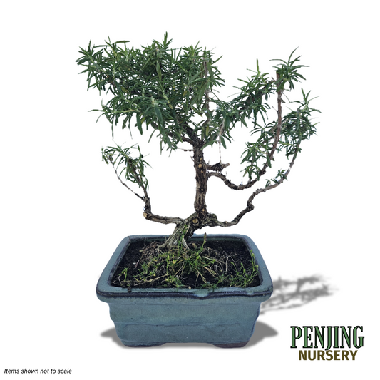 Rosemary Bonsai