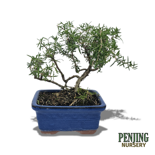 Rosemary Bonsai