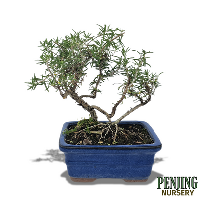 Rosemary Bonsai