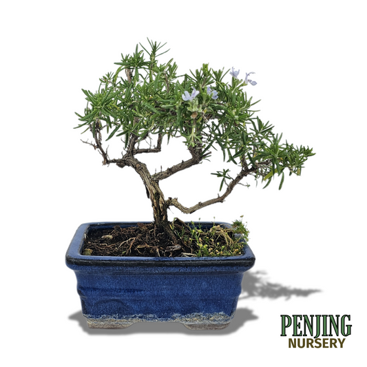 Rosemary Bonsai