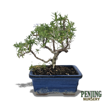 Rosemary Bonsai