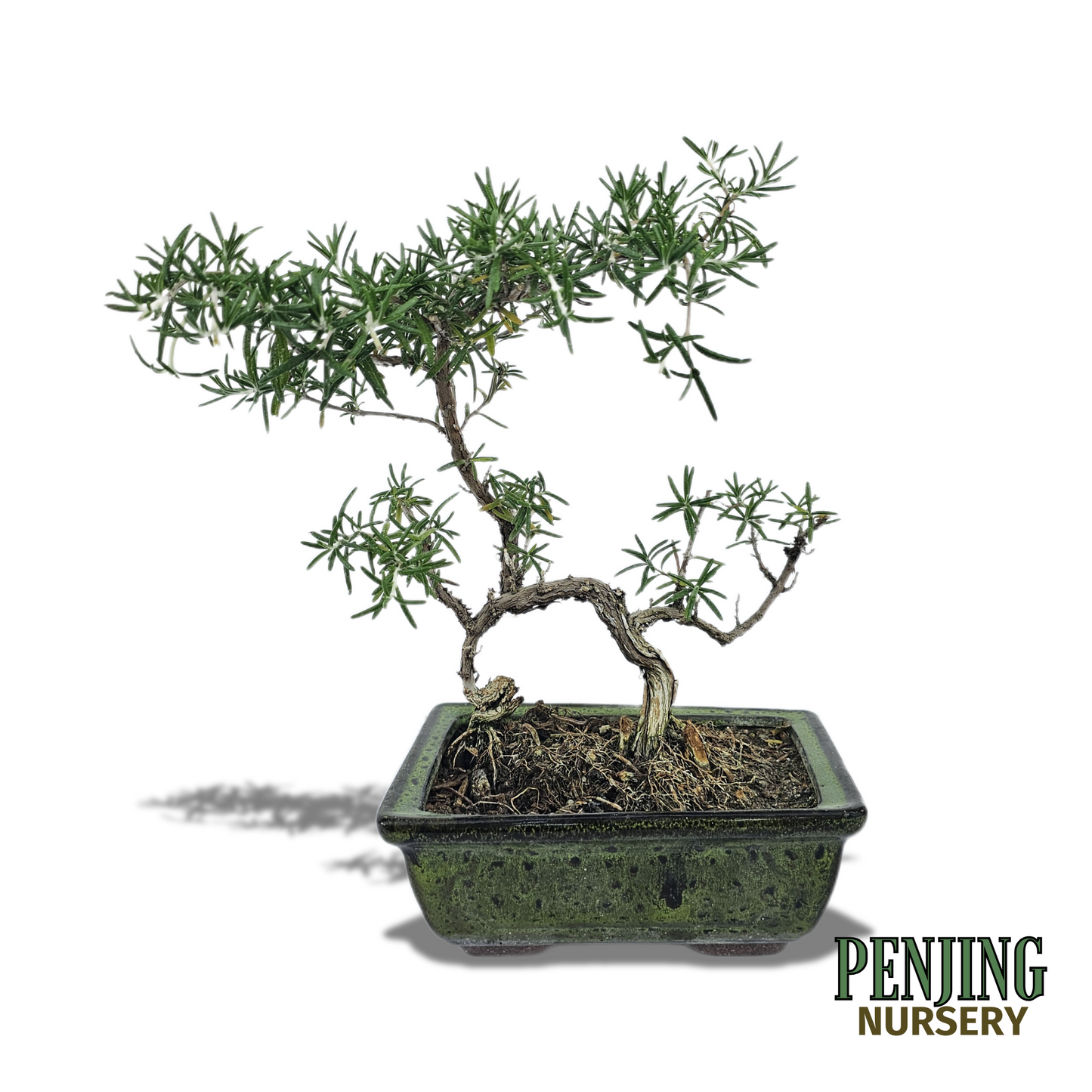Rosemary Bonsai