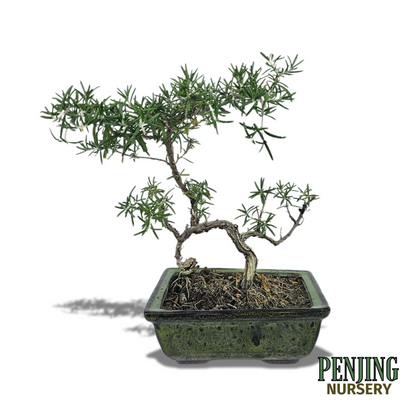 Rosemary Bonsai