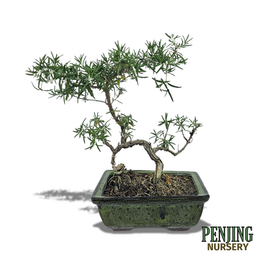 Rosemary Bonsai