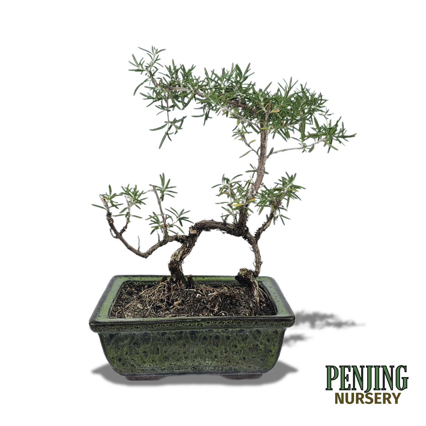 Rosemary Bonsai