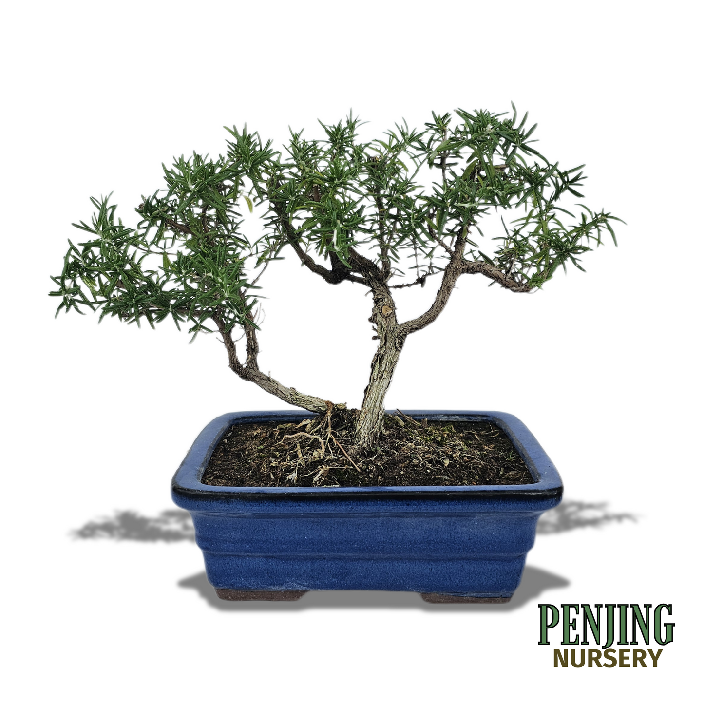 Rosemary Bonsai