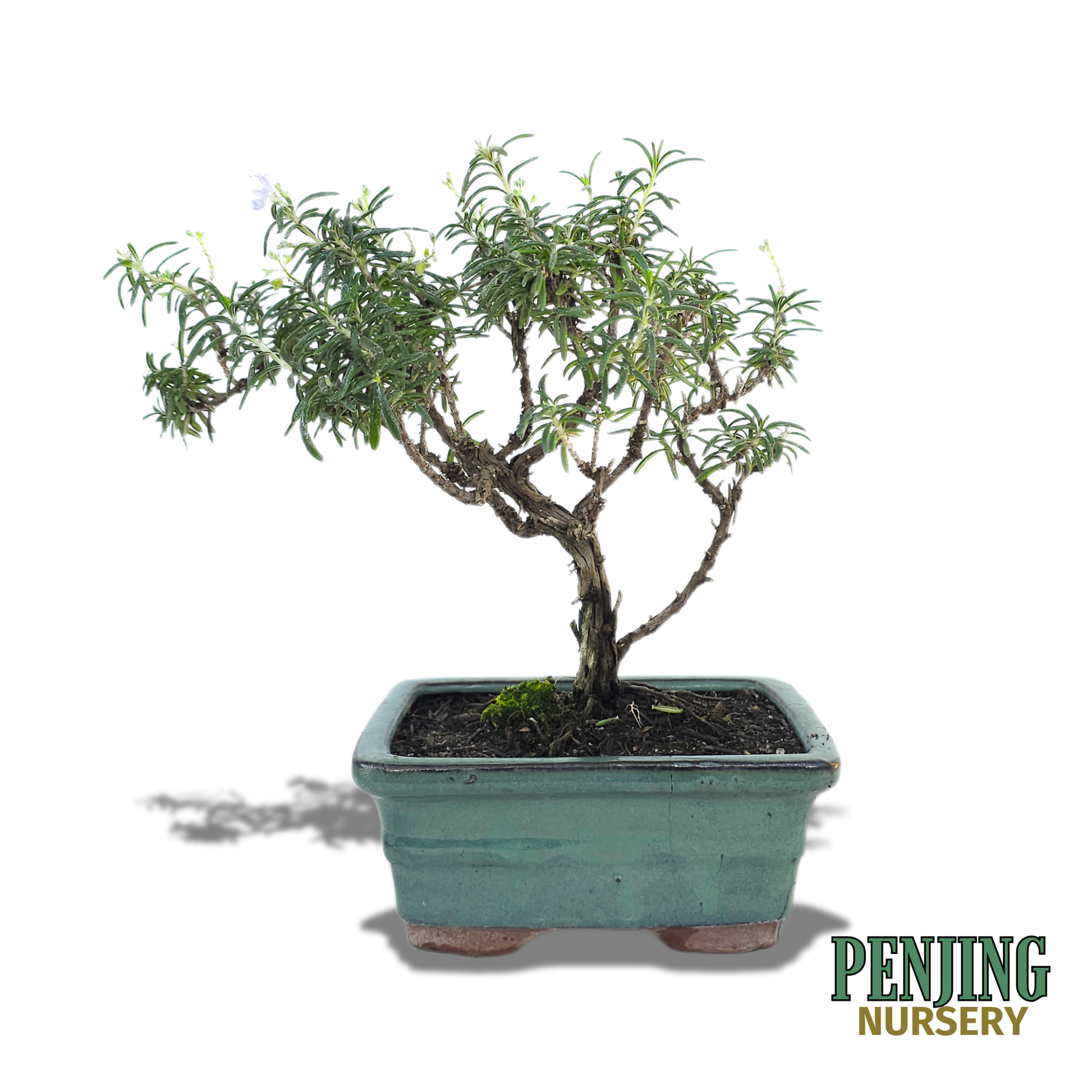 rosemary tree bonsai Rosemary Bonsai