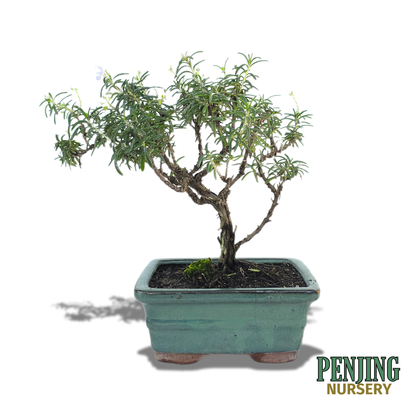 Rosemary Bonsai