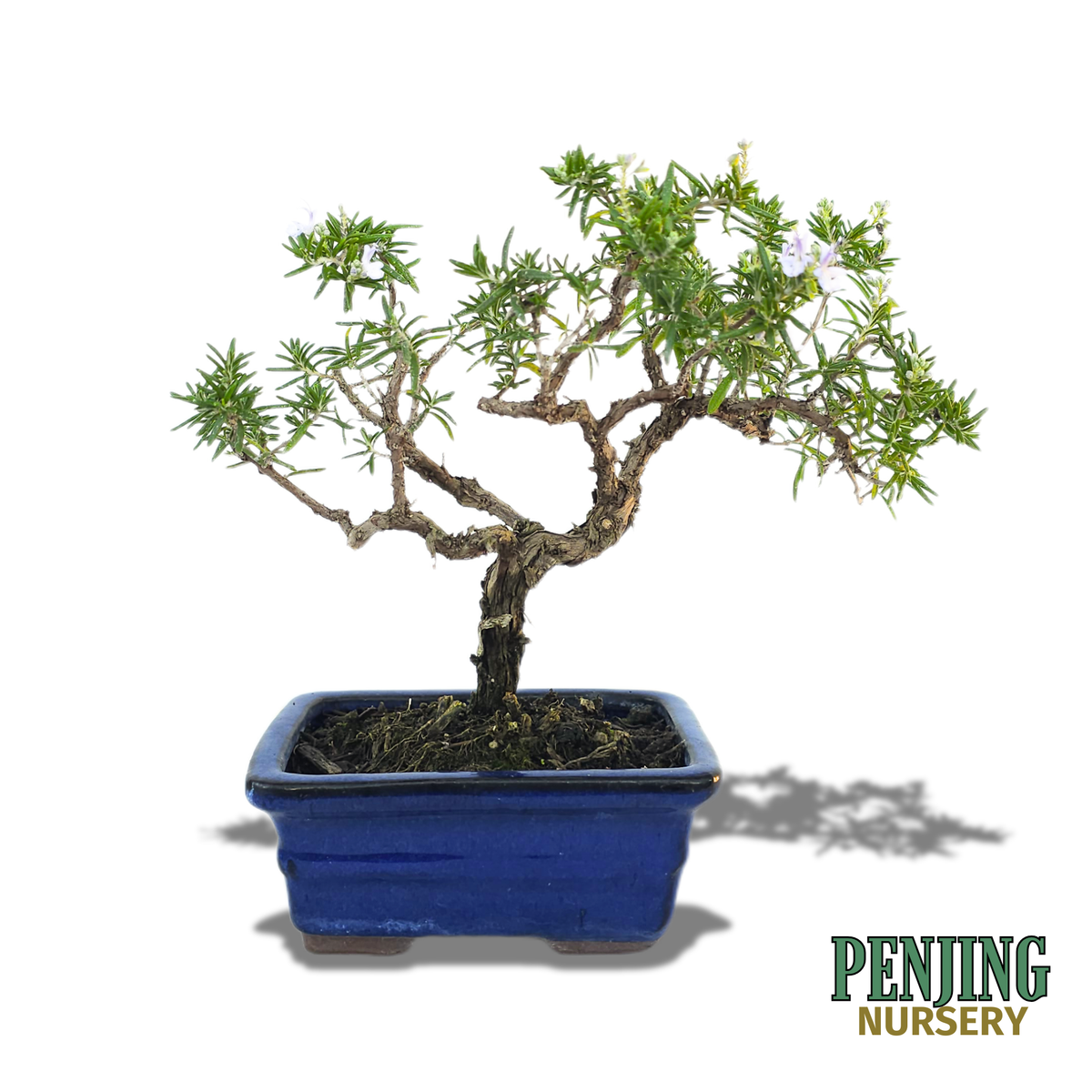 Rosemary Bonsai – PenJing Nursery