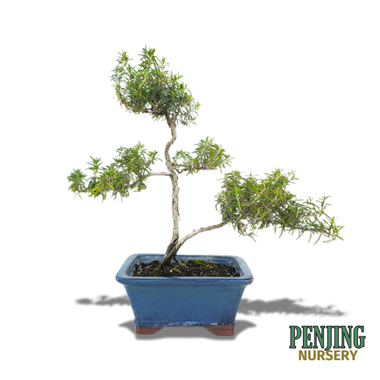Rosemary Bonsai