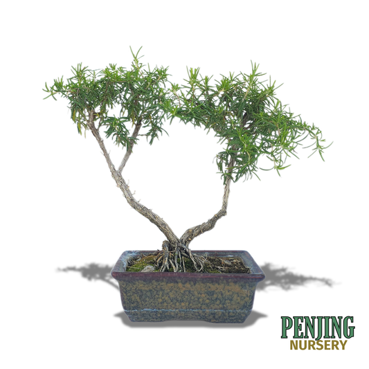 Rosemary Bonsai