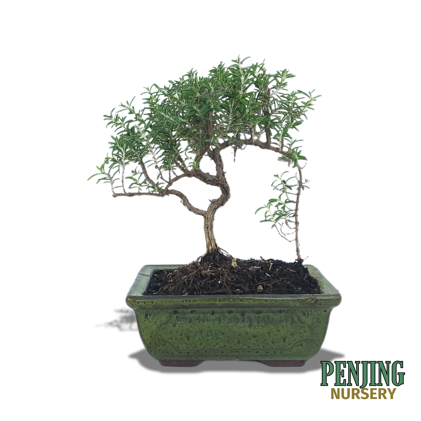 Rosemary Bonsai