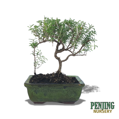 Rosemary Bonsai